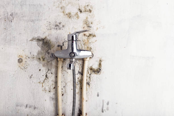 Certified Mold Removal in Hernando Beach, FL