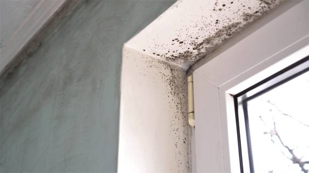 Best Residential Mold Removal  in Hernando Beach, FL