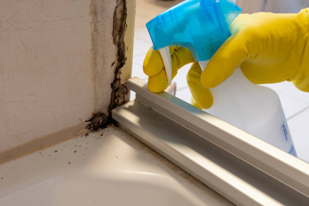 Professional Mold Removal in Hernando Beach, FL