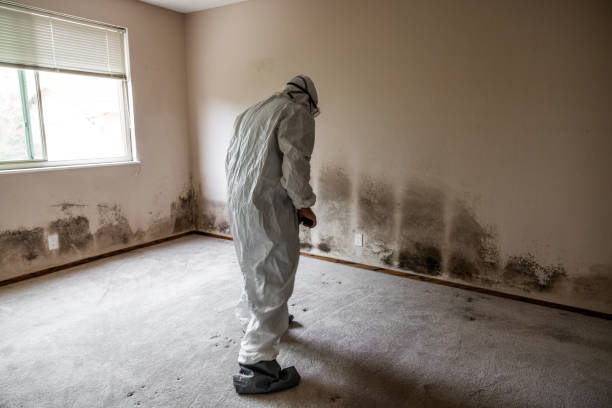 Best Crawl Space Mold Removal  in Hernando Beach, FL