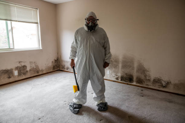 Home Mold Removal in Hernando Beach, FL