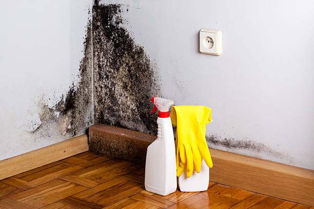 Mold Testing and Removal in Hernando Beach, FL